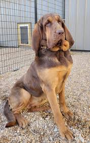 Image result for Carlisle BloodHounds