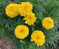 Attēlu rezultāti vaicājumam “Tagetes”