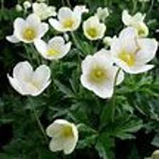 Attēlu rezultāti vaicājumam “Anemone sylvestris fruit”