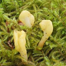 Attēlu rezultāti vaicājumam “Spathularia flavida”