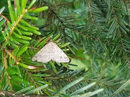 Attēlu rezultāti vaicājumam “Macaria signaria”