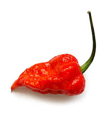 Afbeeldingsresultaat voor naga jolokia hot pepper