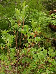 Attēlu rezultāti vaicājumam “Menziesia ferruginea”