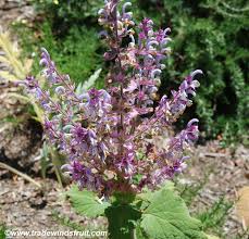 Image result for Salvia sclarea