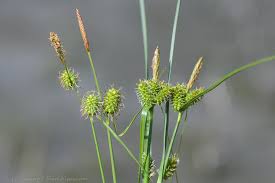 Attēlu rezultāti vaicājumam “Carex viridula”