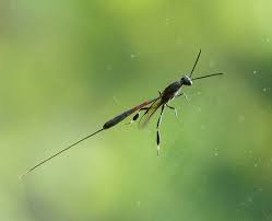 Attēlu rezultāti vaicājumam “Gasteruption jaculator”