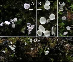 Attēlu rezultāti vaicājumam “Rimbachia neckerae”