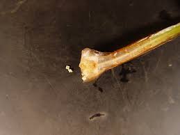 Attēlu rezultāti vaicājumam “Isoetes echinospora leaf”