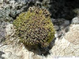 Attēlu rezultāti vaicājumam “Tortella inclinata”