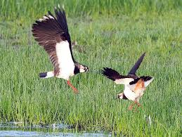 Attēlu rezultāti vaicājumam “Vanellus vanellus adult”