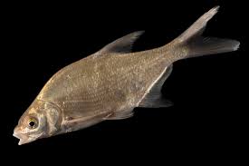 Image result for Abramis brama