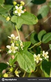 Attēlu rezultāti vaicājumam “Bryonia alba flower”