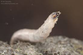 Attēlu rezultāti vaicājumam “Tipulidae larva”