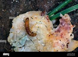 Attēlu rezultāti vaicājumam “Retinia resinella pupa”