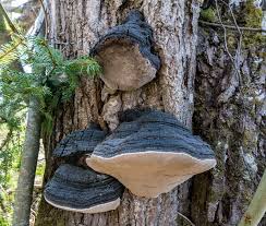 Attēlu rezultāti vaicājumam “Phellinus tremulae”