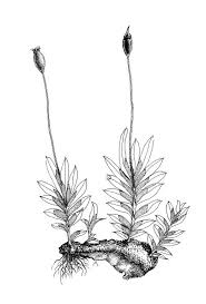 Attēlu rezultāti vaicājumam “Fissidens bryoides”