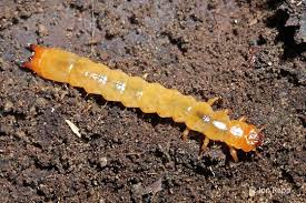 Attēlu rezultāti vaicājumam “Pyrochroidae larva”