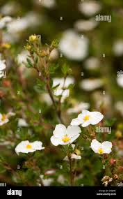 Attēlu rezultāti vaicājumam “Pentaphylloides fruticosa flower”