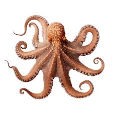 Image result for Octopus vulgaris