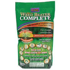 Attēlu rezultāti vaicājumam “Poa remota bud”