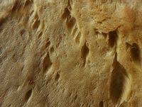 Attēlu rezultāti vaicājumam “Ceriporiopsis resinascens”