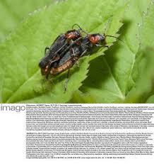 Attēlu rezultāti vaicājumam “Cantharis rustica imago”