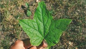 Attēlu rezultāti vaicājumam “Echinocystis lobata leaf”