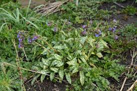 Attēlu rezultāti vaicājumam “Pulmonaria saccharata leaf”