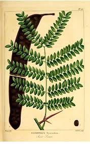 Attēlu rezultāti vaicājumam “Gleditsia triacanthos fruit”