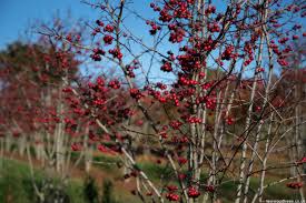 Attēlu rezultāti vaicājumam “Crataegus persimilis”