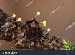 Attēlu rezultāti vaicājumam “Physarum viride var. aurantium spores”