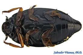 Attēlu rezultāti vaicājumam “Gyrinidae”