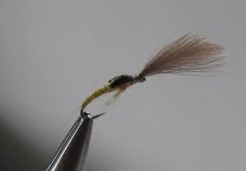 Attēlu rezultāti vaicājumam “Heptagenia sulphurea”