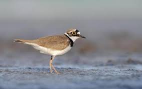 Attēlu rezultāti vaicājumam “Charadrius dubius”