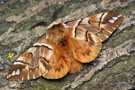 Attēlu rezultāti vaicājumam “Endromidae”