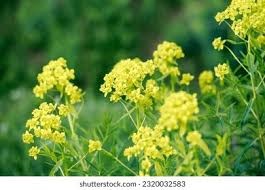 Attēlu rezultāti vaicājumam “Euphorbia virgata flower”