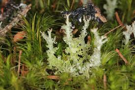 Attēlu rezultāti vaicājumam “Cladonia squamosa”