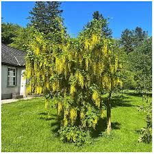 Image result for Laburnum anagyroides