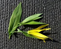 Attēlu rezultāti vaicājumam “Uvularia grandiflora”