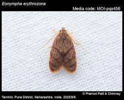 Attēlu rezultāti vaicājumam “Oecophoridae”