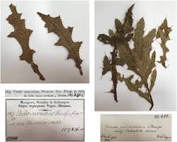 Attēlu rezultāti vaicājumam “Cirsium arvense leaf”