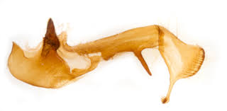 Attēlu rezultāti vaicājumam “Oligia sp.”