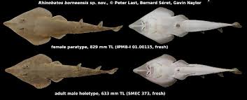 Image result for Rhinobatos rhinobatos