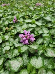 Attēlu rezultāti vaicājumam “Lamium maculatum”