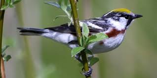 Image result for Dendroica pensylvanica