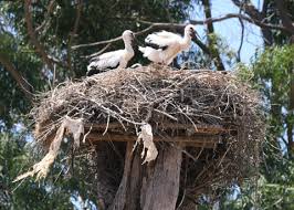Attēlu rezultāti vaicājumam “Ciconia ciconia nest”