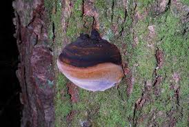 Attēlu rezultāti vaicājumam “Phellinus robustus”