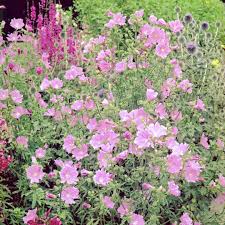 Image result for Malva moschata