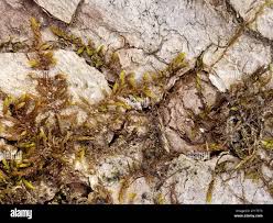 Attēlu rezultāti vaicājumam “Pylaisia polyantha”