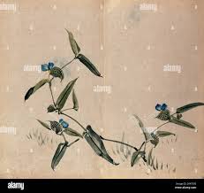 Attēlu rezultāti vaicājumam “Commelinaceae”